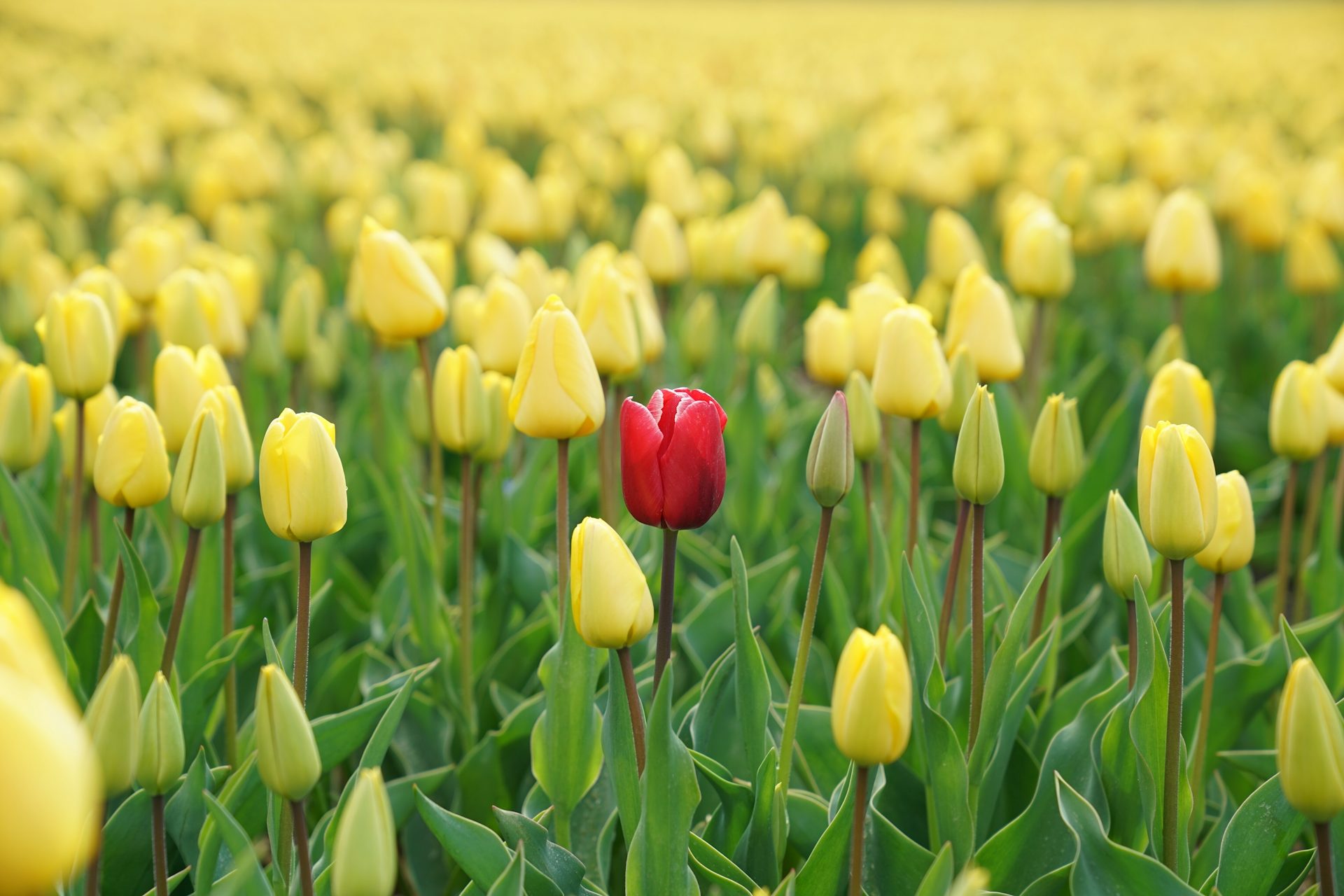 Foto von Scott Graham auf Unsplash
